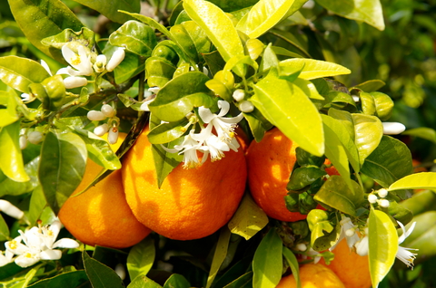 Orange tree with fruits and flower blossoms used to portray Sweet Orange Sachet by a hint of vanilla | photo: © Bereta | Dreamstime.com Orange tree with fruits and flower blossoms used to portray Sweet Orange Sachet by a hint of vanilla | photo: © Bereta | Dreamstime.com
